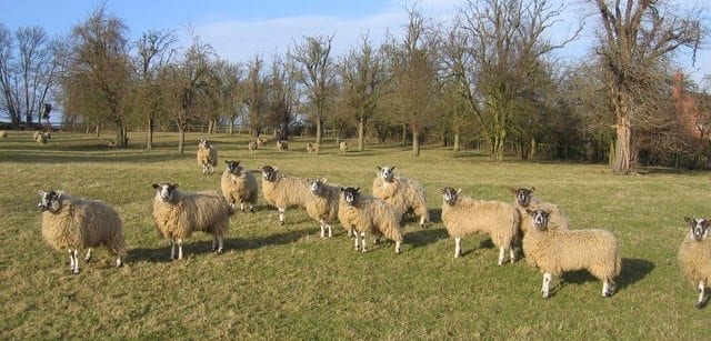 attentive sheep in field